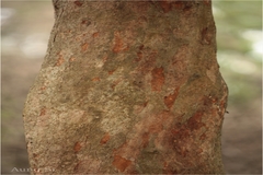 Flacourtia indica var. innocua